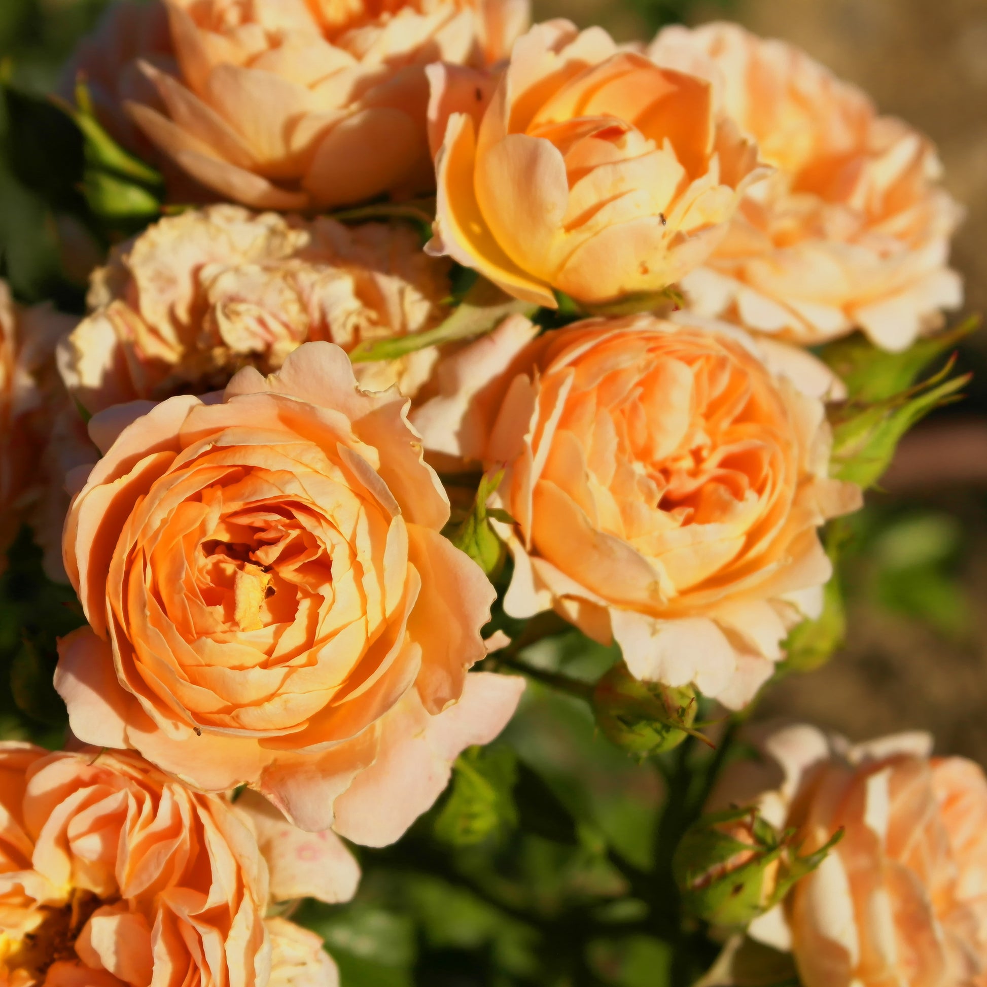 Trosroos 'Sweet Dream'® - Bakker