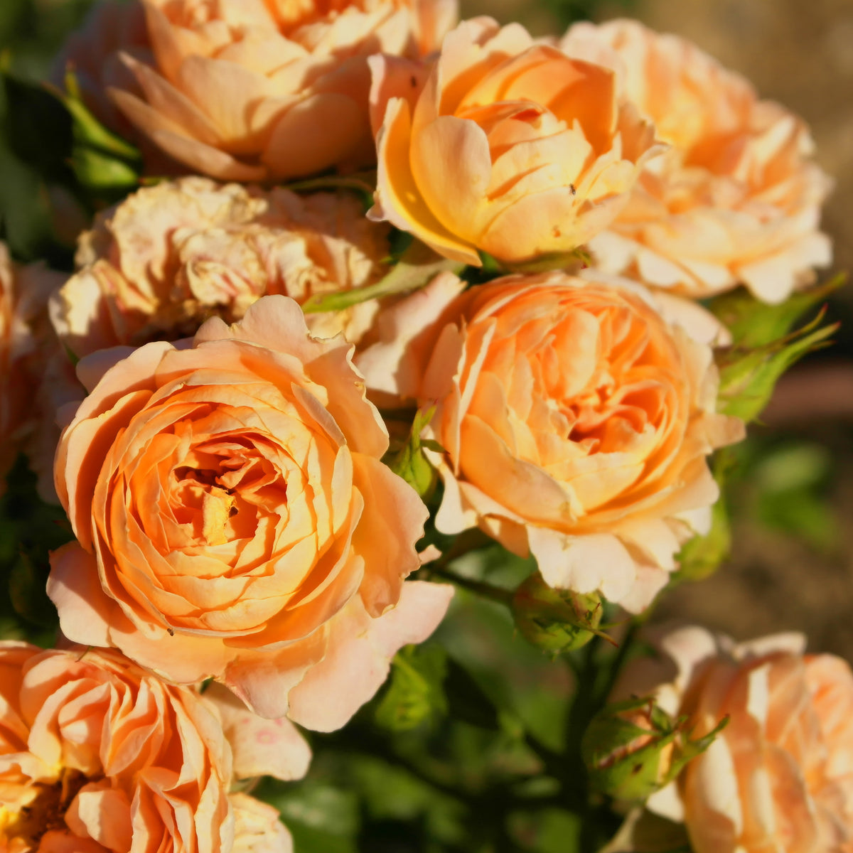 Trosroos 'Sweet Dream'® - Bakker