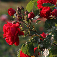 Rosa Florentina ® - Klimroos 'Florentina'® - Klimrozen