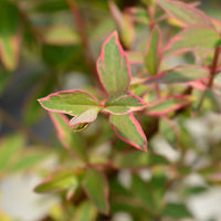 Hypericum x moserianum 'tricolor' - Bonte Hertshooi - Heesters