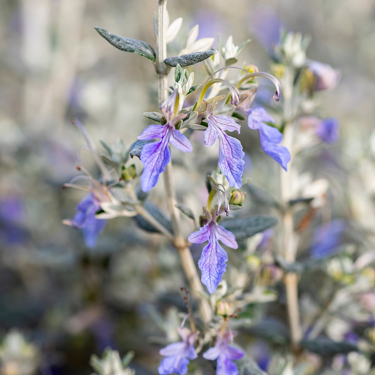Teucrium fruticans 'azureum' - Gamander 'Azureum' - Vaste planten