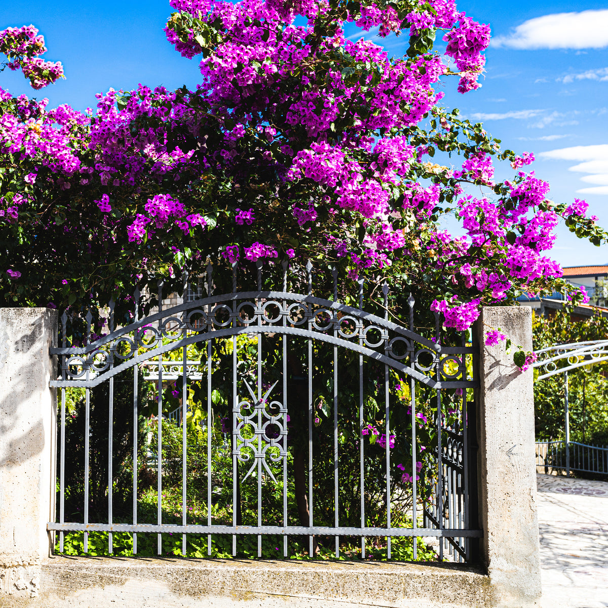 Bougainvillea Violet de Mèze - Bougainville 'Violet de Mèze' - Bougainville