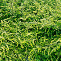 Lonicera pileata 'moss green' - Kamperfoelie 'Moss Green' - Wintergroene heesters