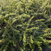 Kamperfoelie 'Moss Green' - Bakker