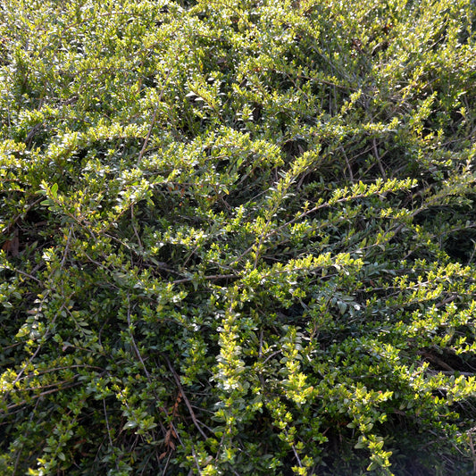 Kamperfoelie 'Moss Green' - Bakker