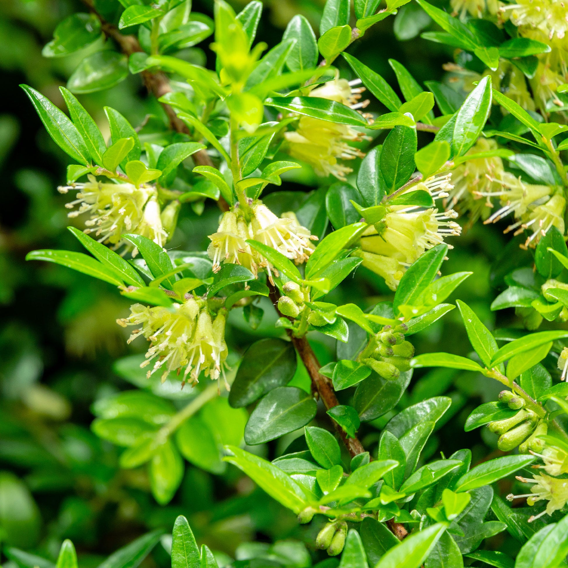 Kamperfoelie 'Moss Green' - Lonicera pileata 'moss green' - Bakker