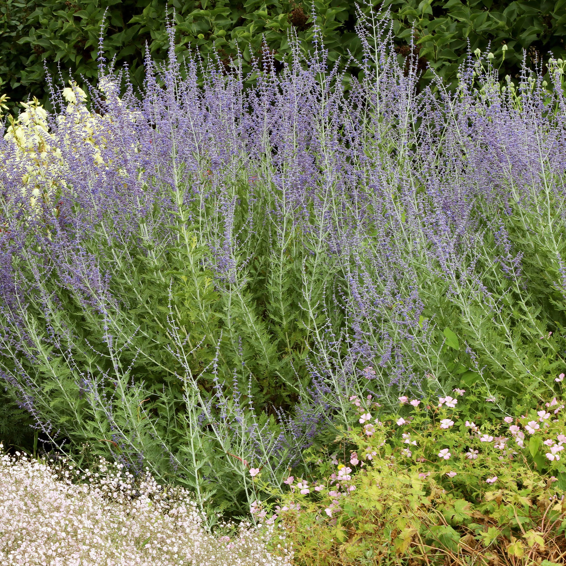 Russische salie 'Little Spire' - Bakker