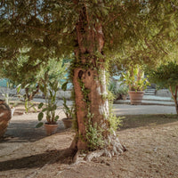 Haagheesters - Venijnboom - Taxus baccata
