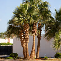Palmen - Californische palm - Washingtonia filifera