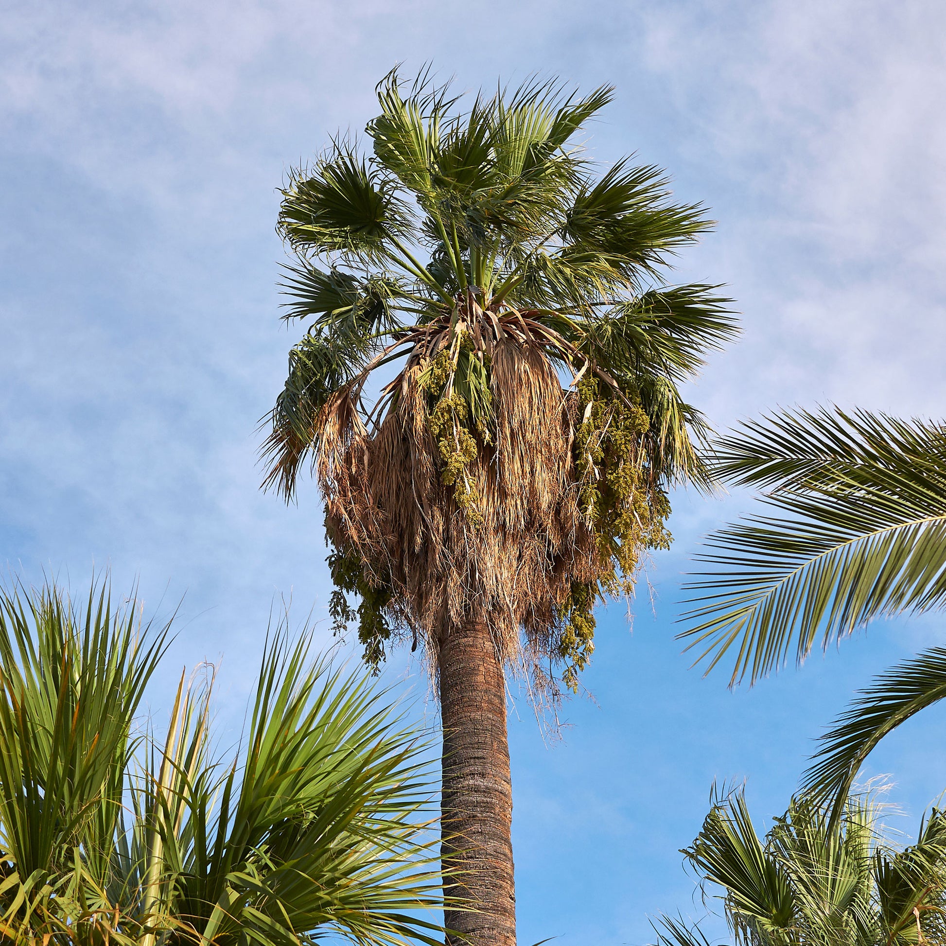 Verkoop Californische palm - Washingtonia filifera