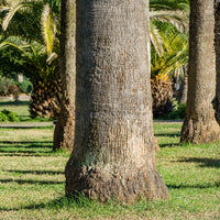 Washingtonia filifera - Californische palm - Palmen