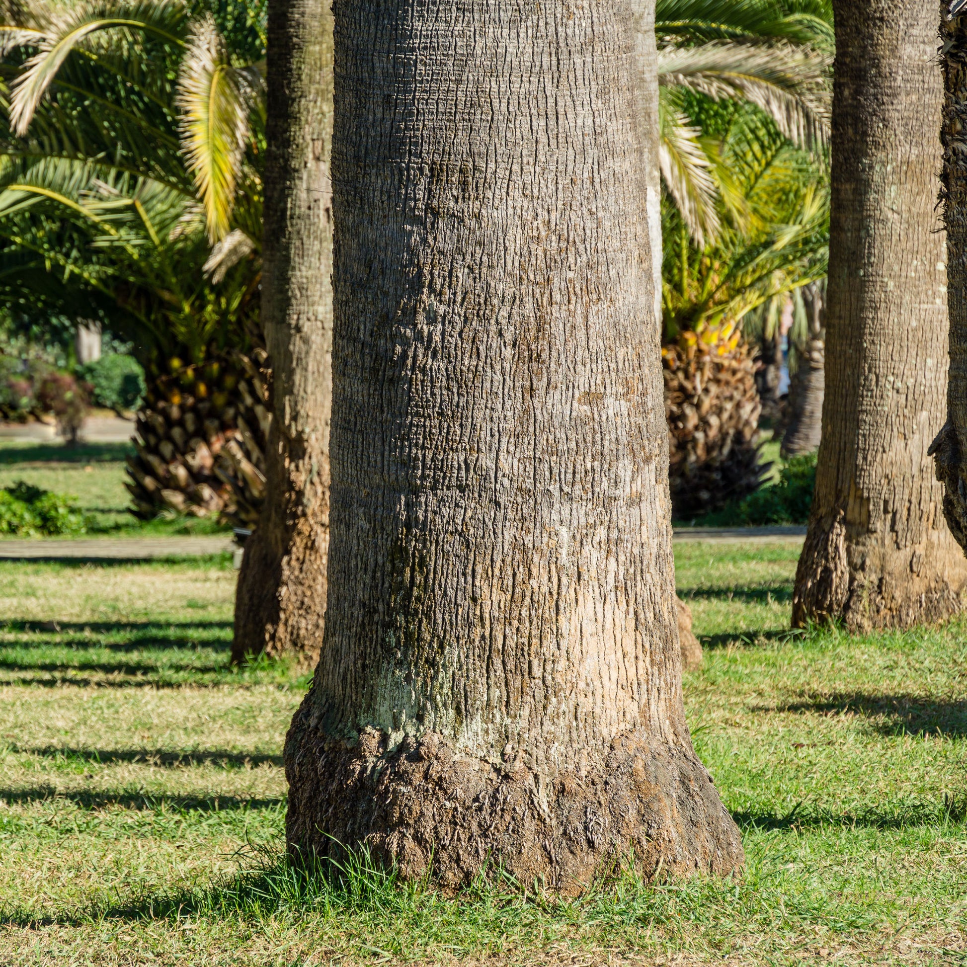 Washingtonia filifera - Californische palm - Palmen