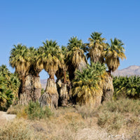 Verkoop Californische palm
