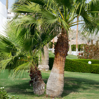 Californische palm - Washingtonia filifera - Bakker