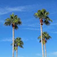 Palmen - Mexicaanse waaierpalm - Washingtonia robusta