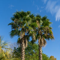 Mexicaanse waaierpalm - Washingtonia robusta - Bakker