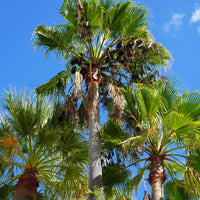 Washingtonia robusta - Mexicaanse waaierpalm - Palmen