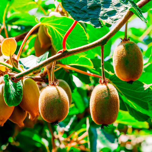 Kiwi 'Hayward'