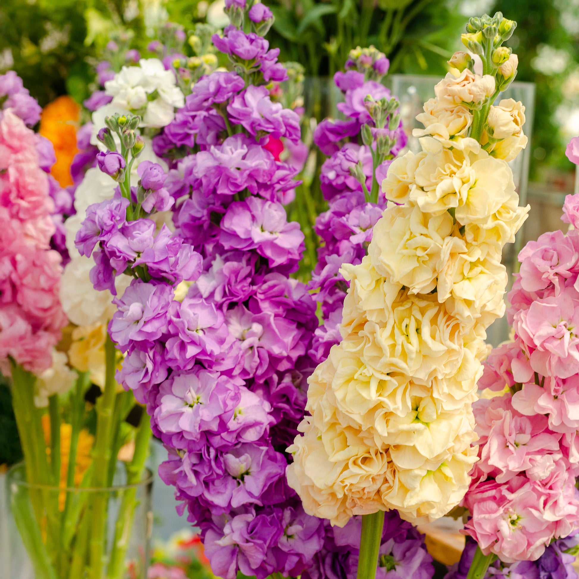 Violier Mix - Matthiola incana - Bakker