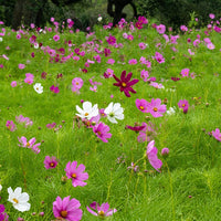 Cosmos sensation en mélange - Cosmos 'Sensation' - Eetbare bloemzaden