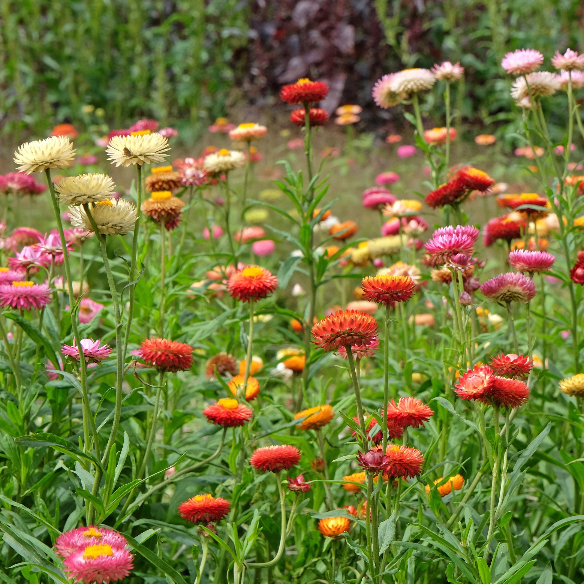 Grootbloemige strobloem Mix - Bakker