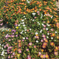 IJsbloem Mix (x3) - Delosperma cooperi - Bakker