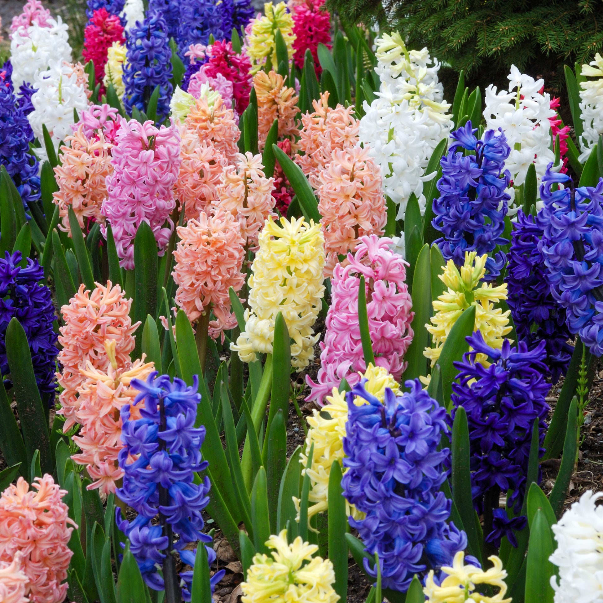 Hyacinthen gemengd - Hyacinthus orientalis - Bakker