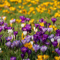 Krokus Grootbloemig gemengd - Crocus vernus - Bakker