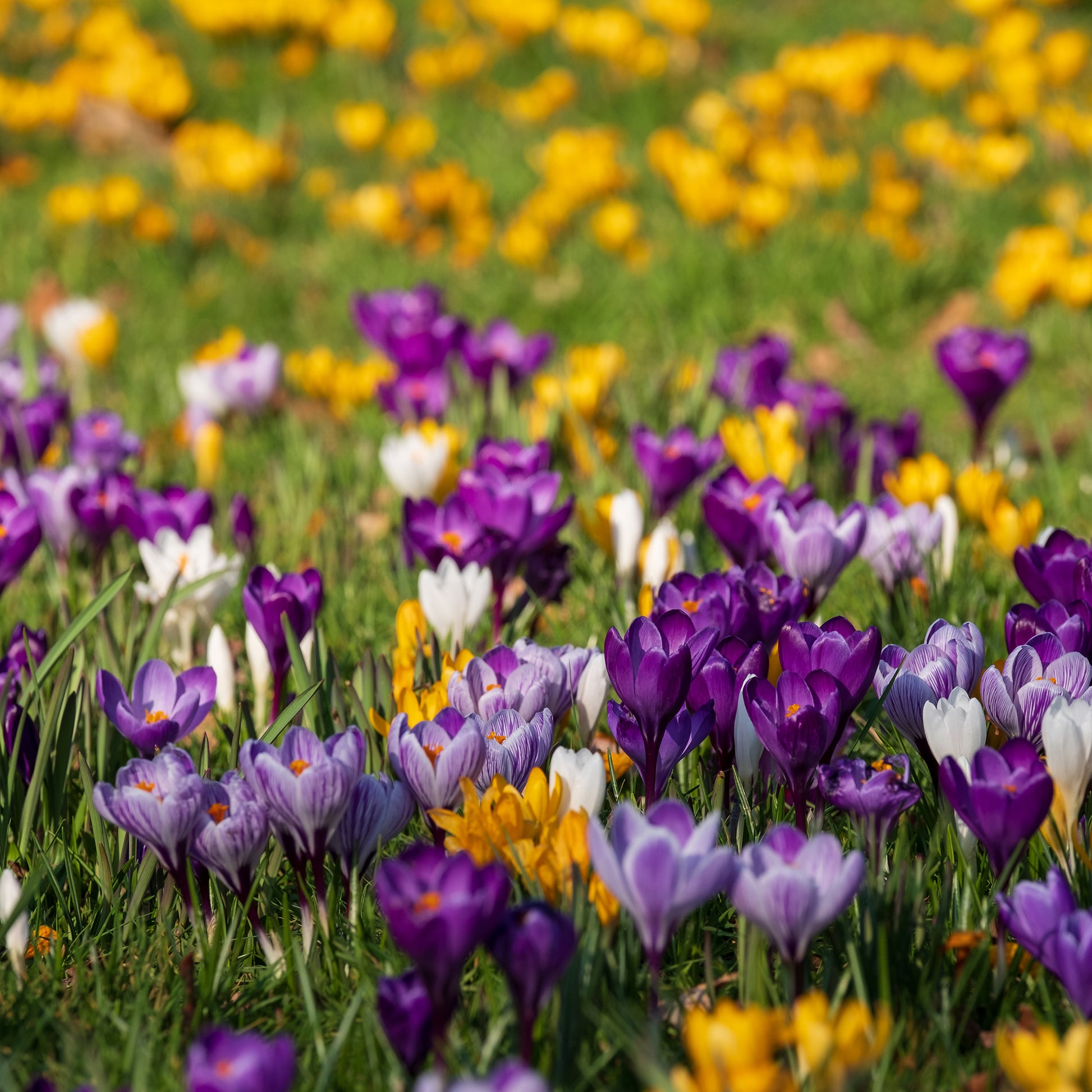 Krokus Grootbloemig gemengd - Crocus vernus - Bakker