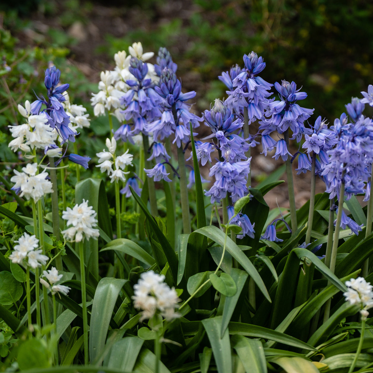 Hyacinthoides gemengd (x5)