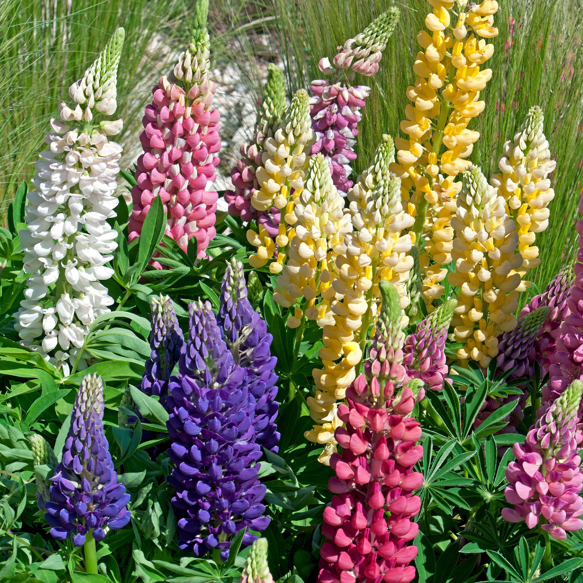 Lupine 'Hybrid Russell' (x5) - Bakker
