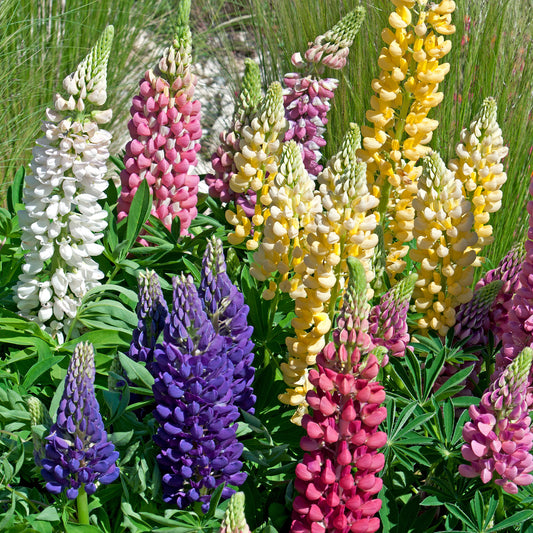 Lupine 'Hybrid Russell' (x5) - Bakker