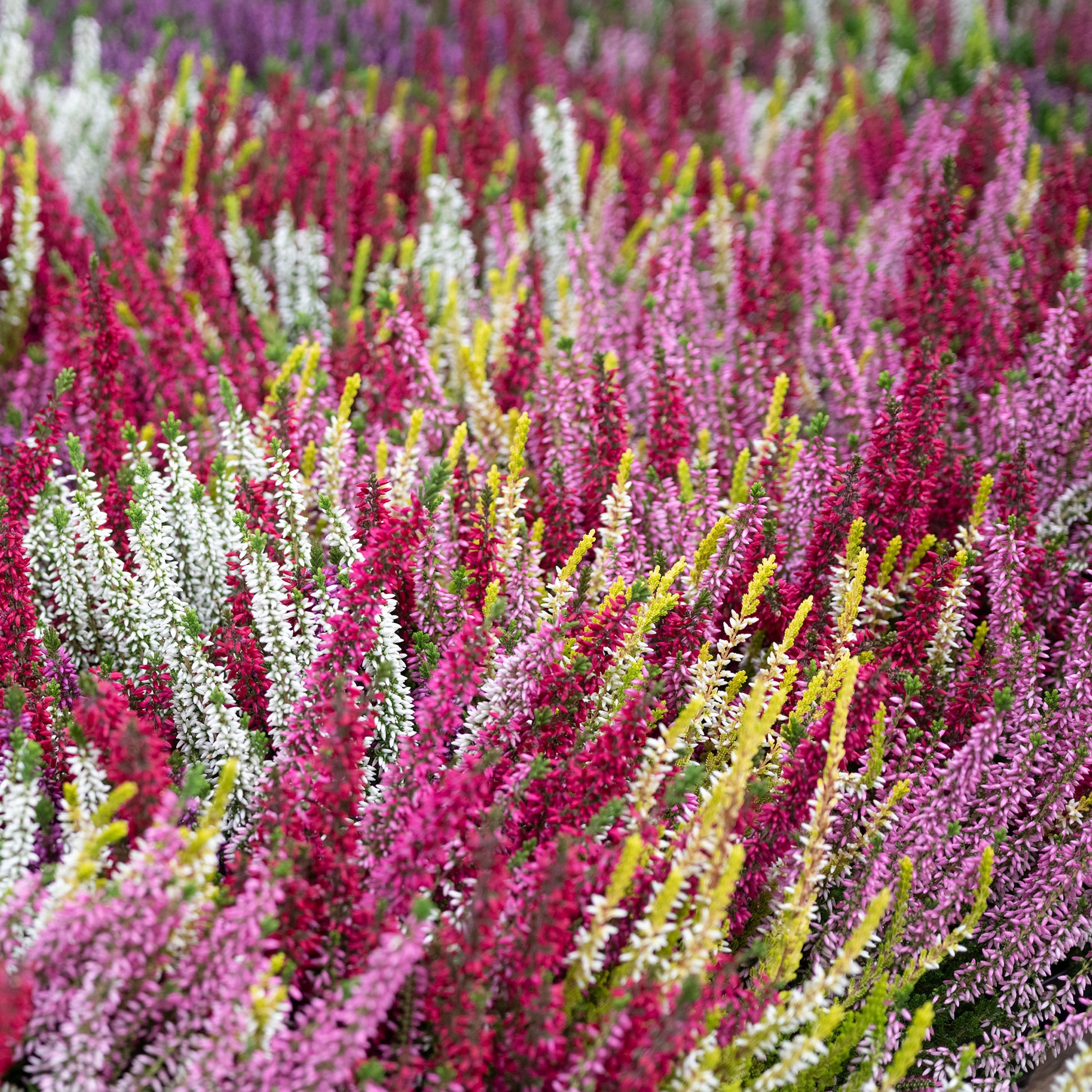 Struikheide (Calluna vulgaris 'Marleen Struikheide (Calluna vulgaris 'Marleen