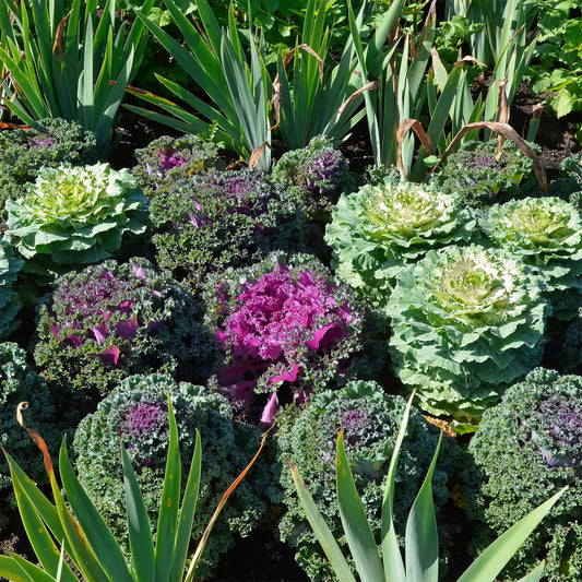 Gemengde sierkolen (x3) - Bakker