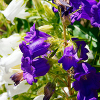 Mariëtteklokje Mix 'Carillon' (x2) - Campanula medium carillon - Bakker