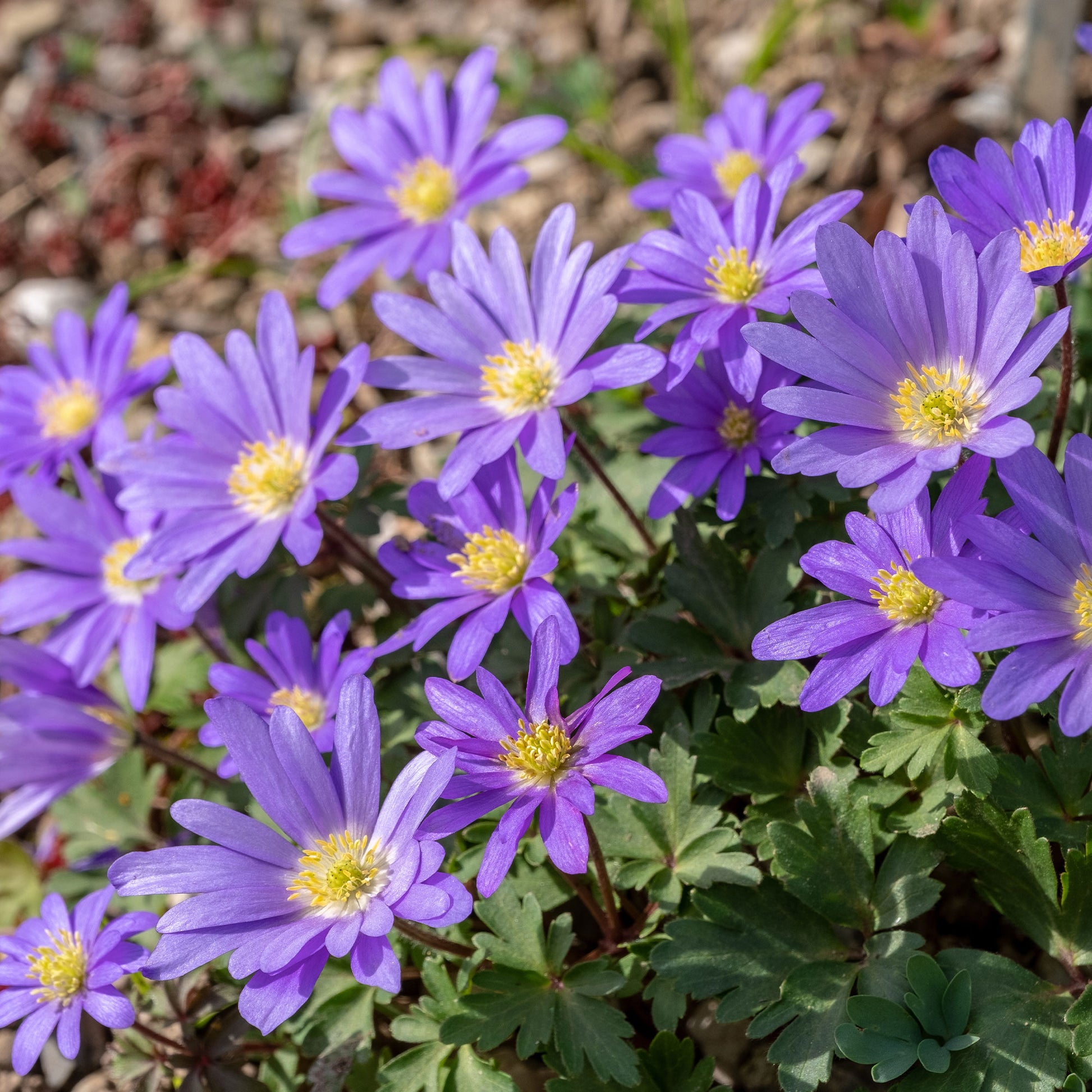 Anemone blanda Blue Shades - Anemone Blanda Blauw (x30) - Anemoon