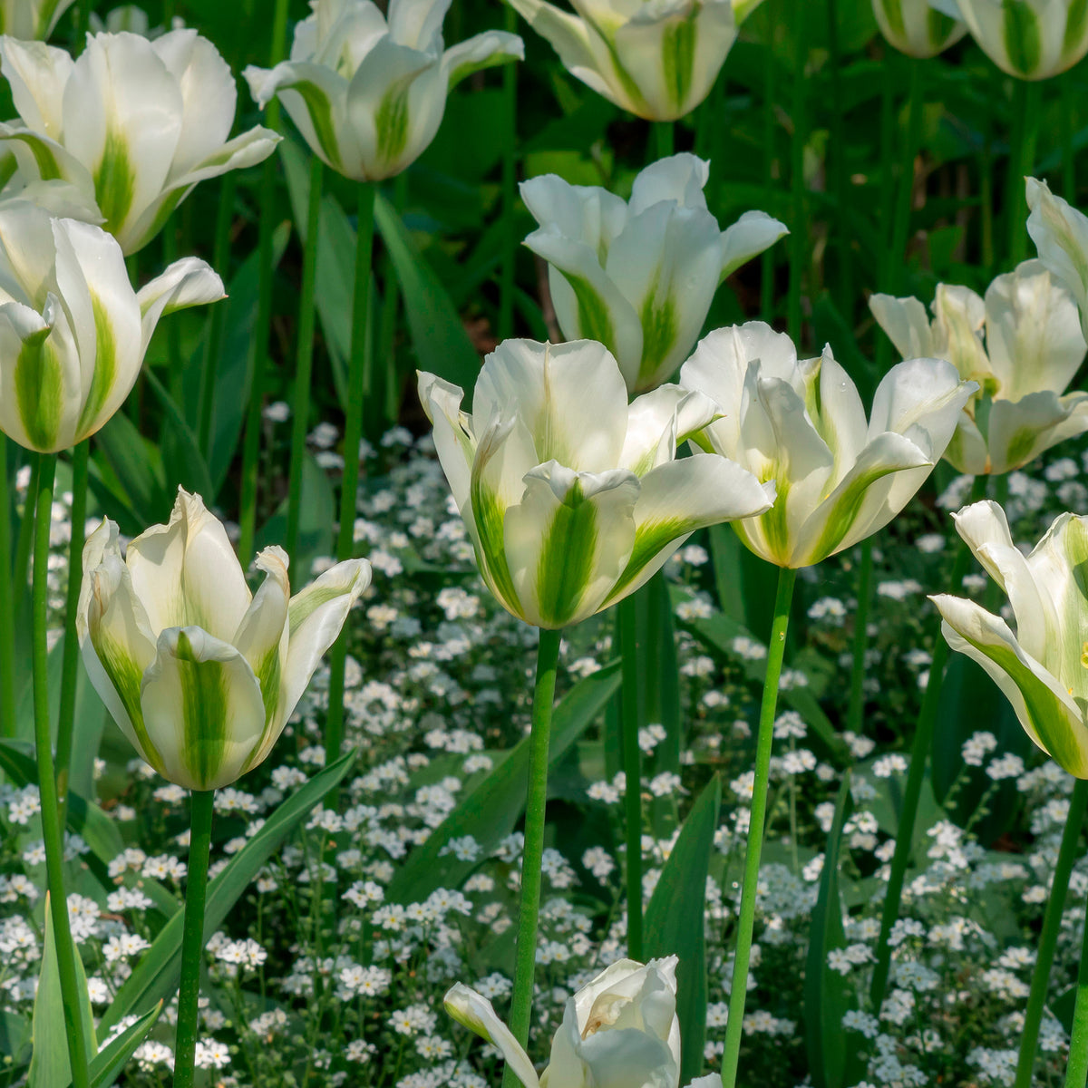 Tulpen - Leliebloemige tulpen 'Greenstar' (x10) - Tulipa greenstar