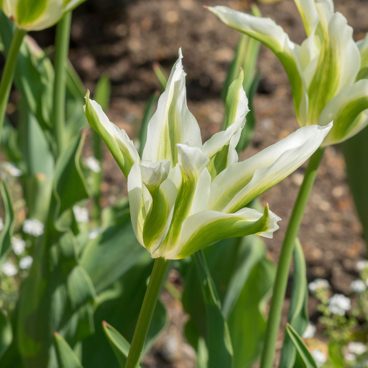 Leliebloemige tulpen 'Greenstar' (x10) - Tulipa greenstar - Bakker