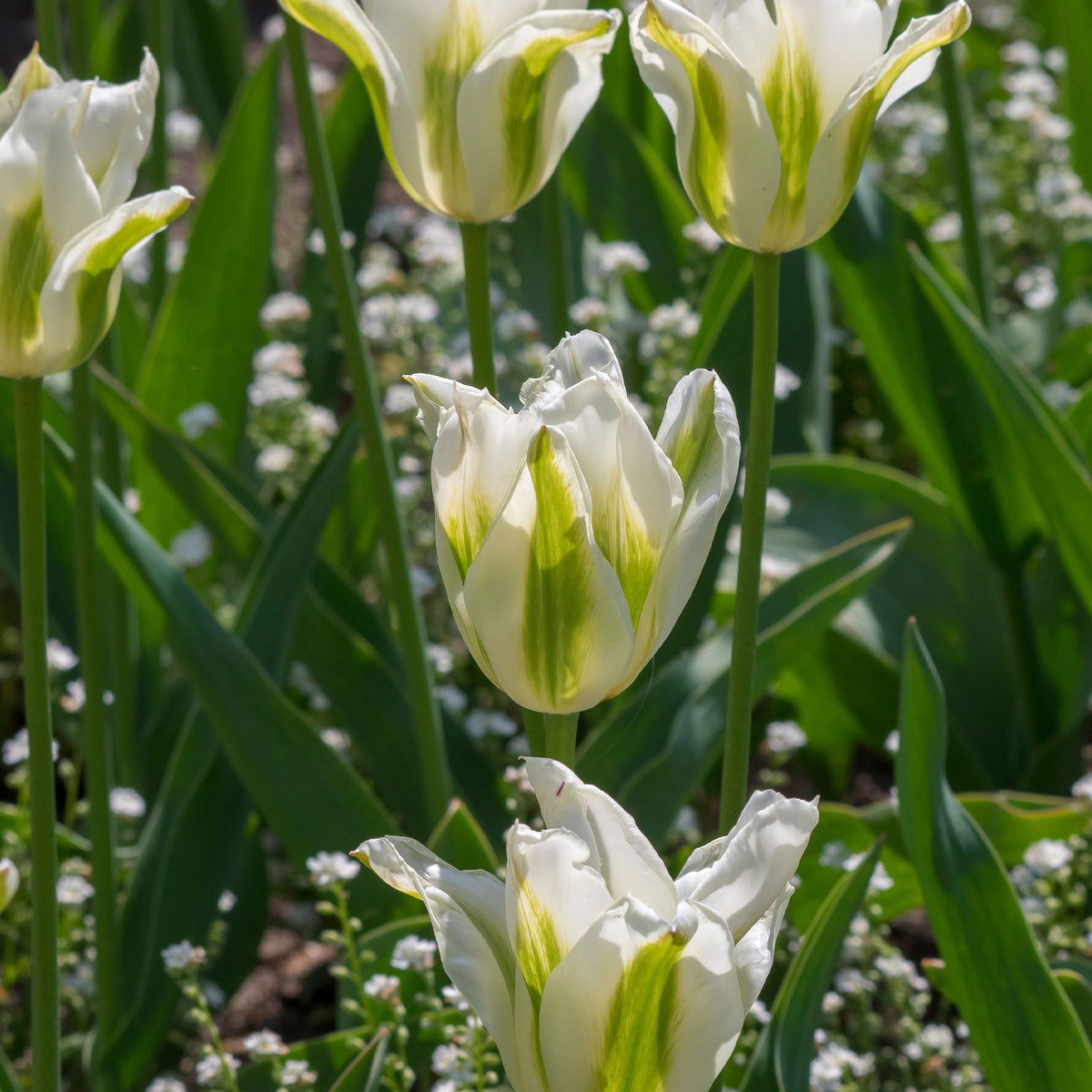 Leliebloemige tulpen 'Greenstar' (x10) - Bakker