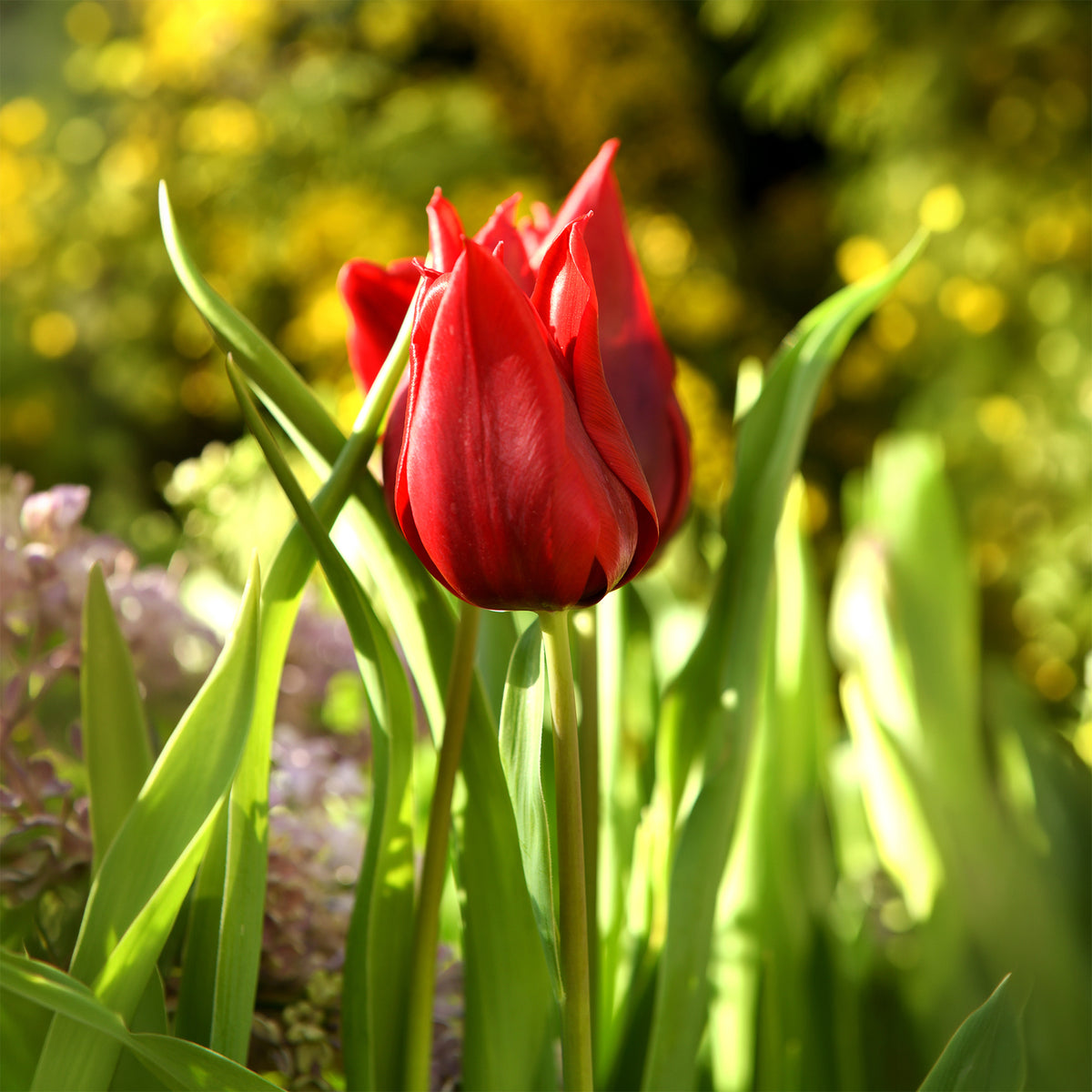 Leliebloemige tulpen 'Lasting Love' (x10)