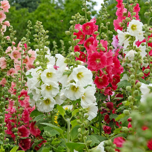 Stokroos Mix 'Antwerp' - Bakker