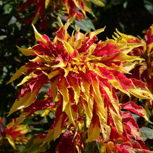 Amaranthus gangeticus - Garden Select