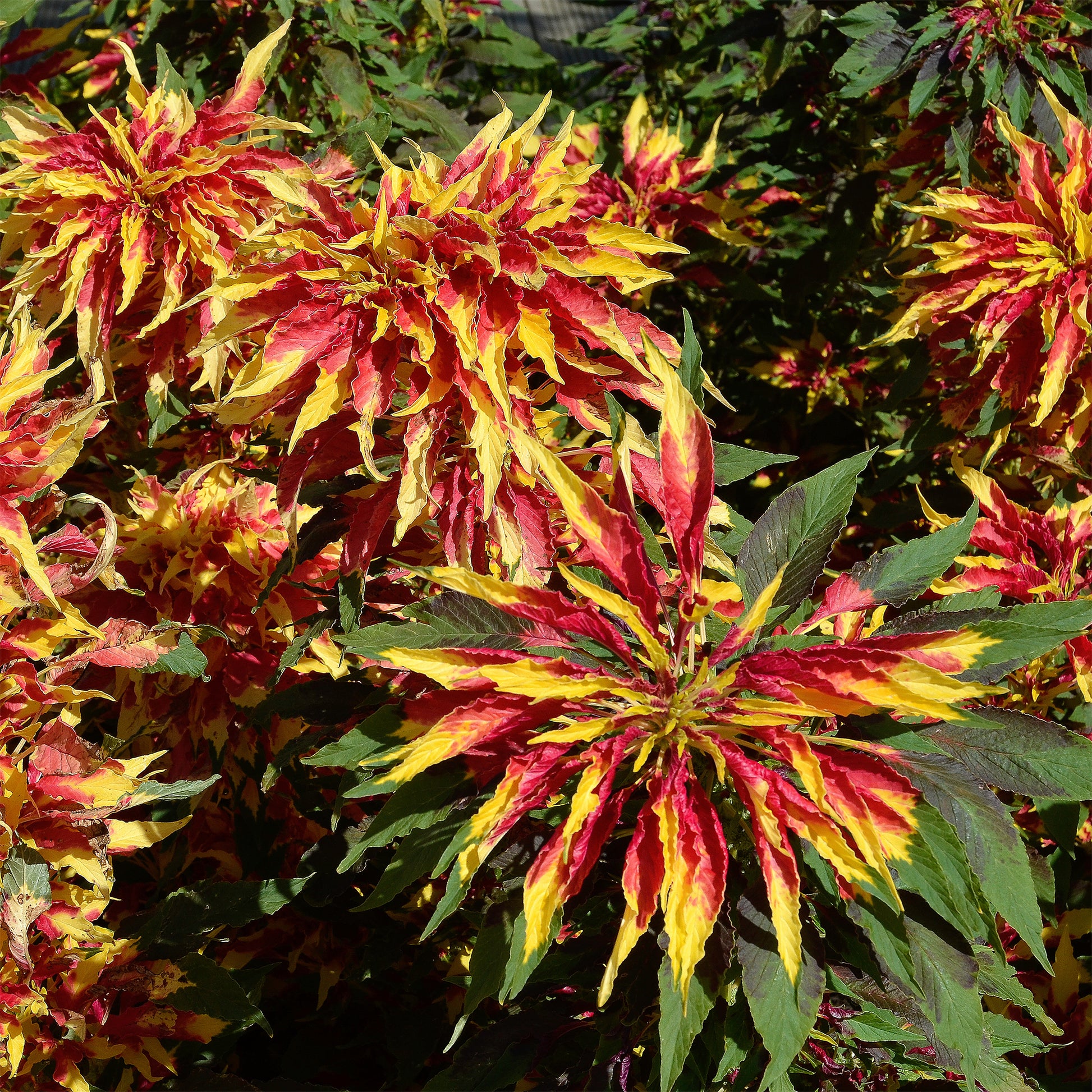 Amaranthus gangeticus - Garden Select - Amaranthus gangeticus Splendens Perfecta - Bakker