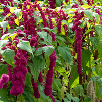 Amarante gibbosus - Dreadlocks - Bakker