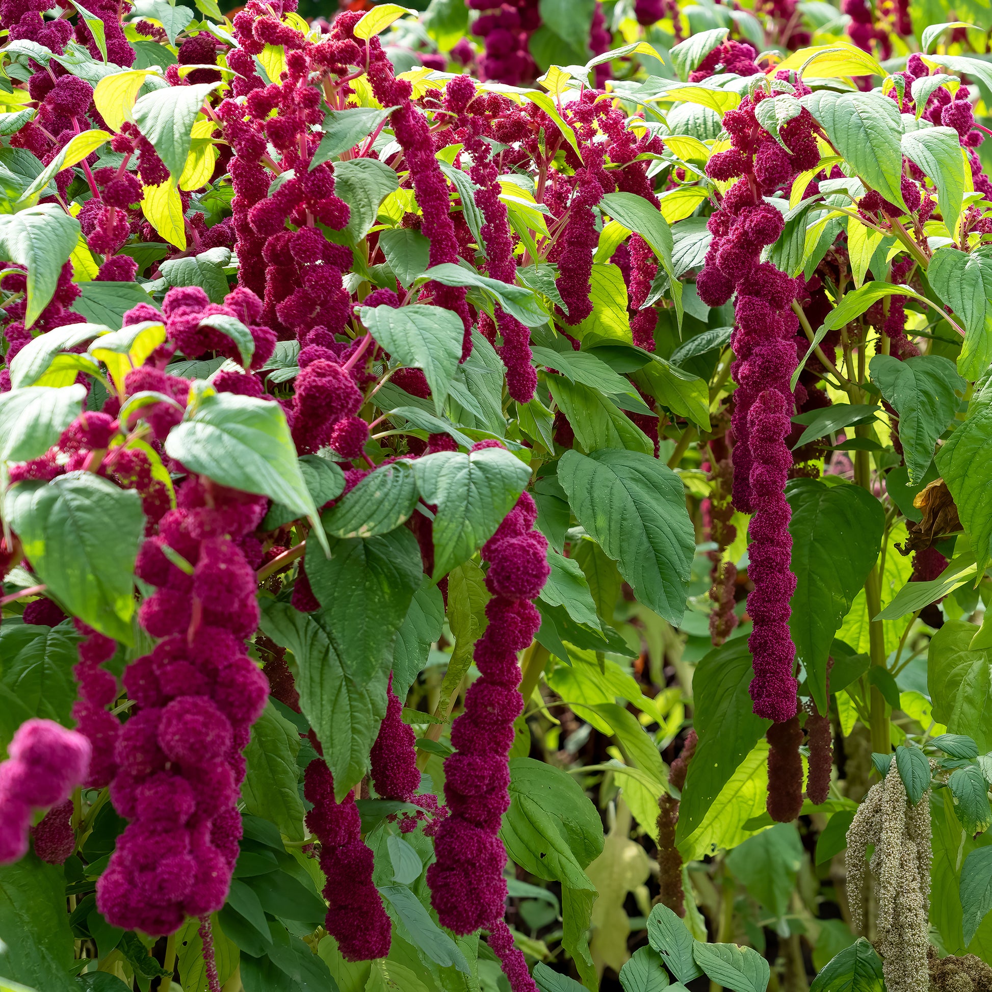 Amarante gibbosus - Dreadlocks - Bakker