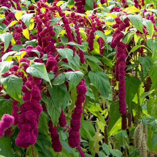 Amarante gibbosus - Dreadlocks - Bakker