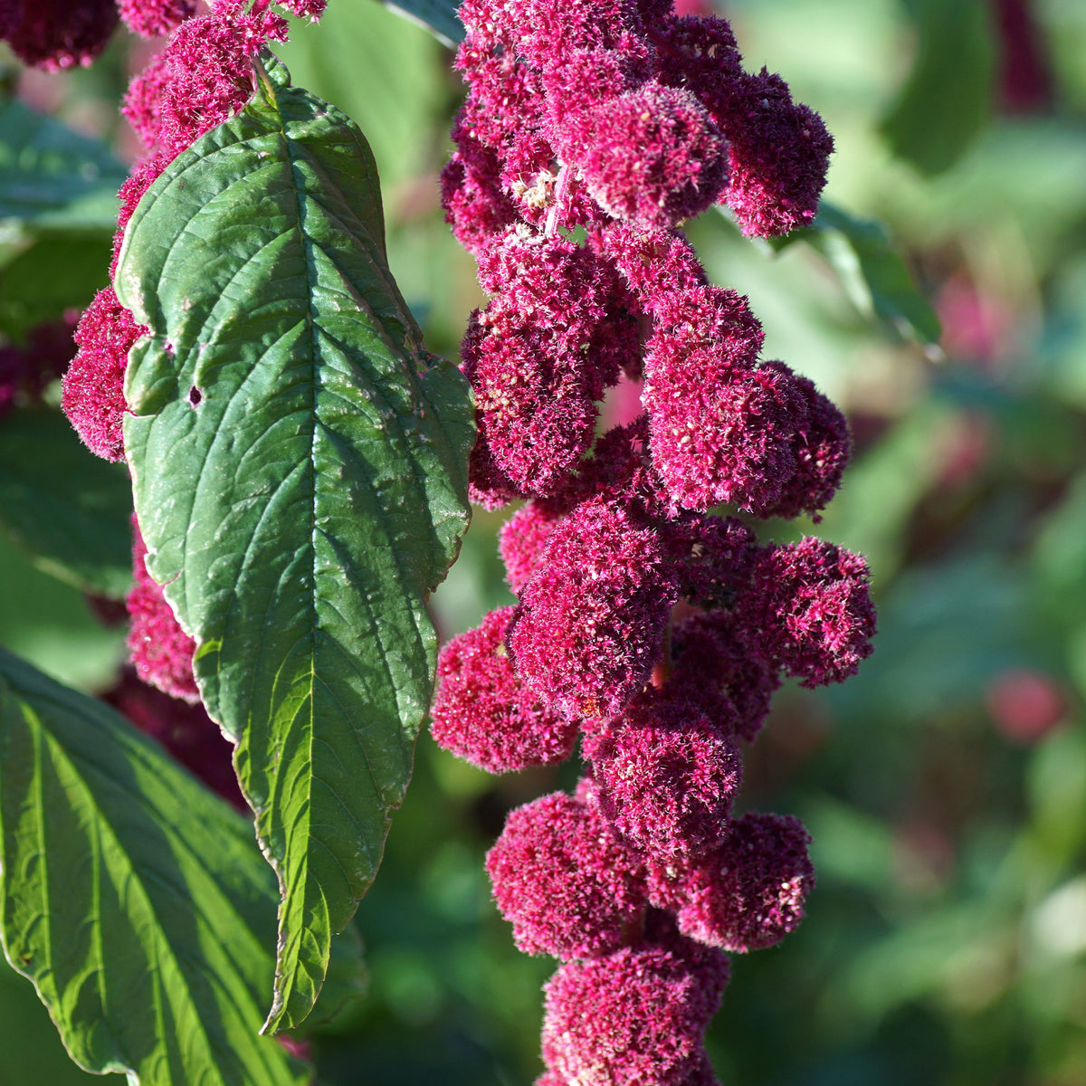 Amarante gibbosus - Dreadlocks - Amaranthus caudatus gibbosus - Bakker