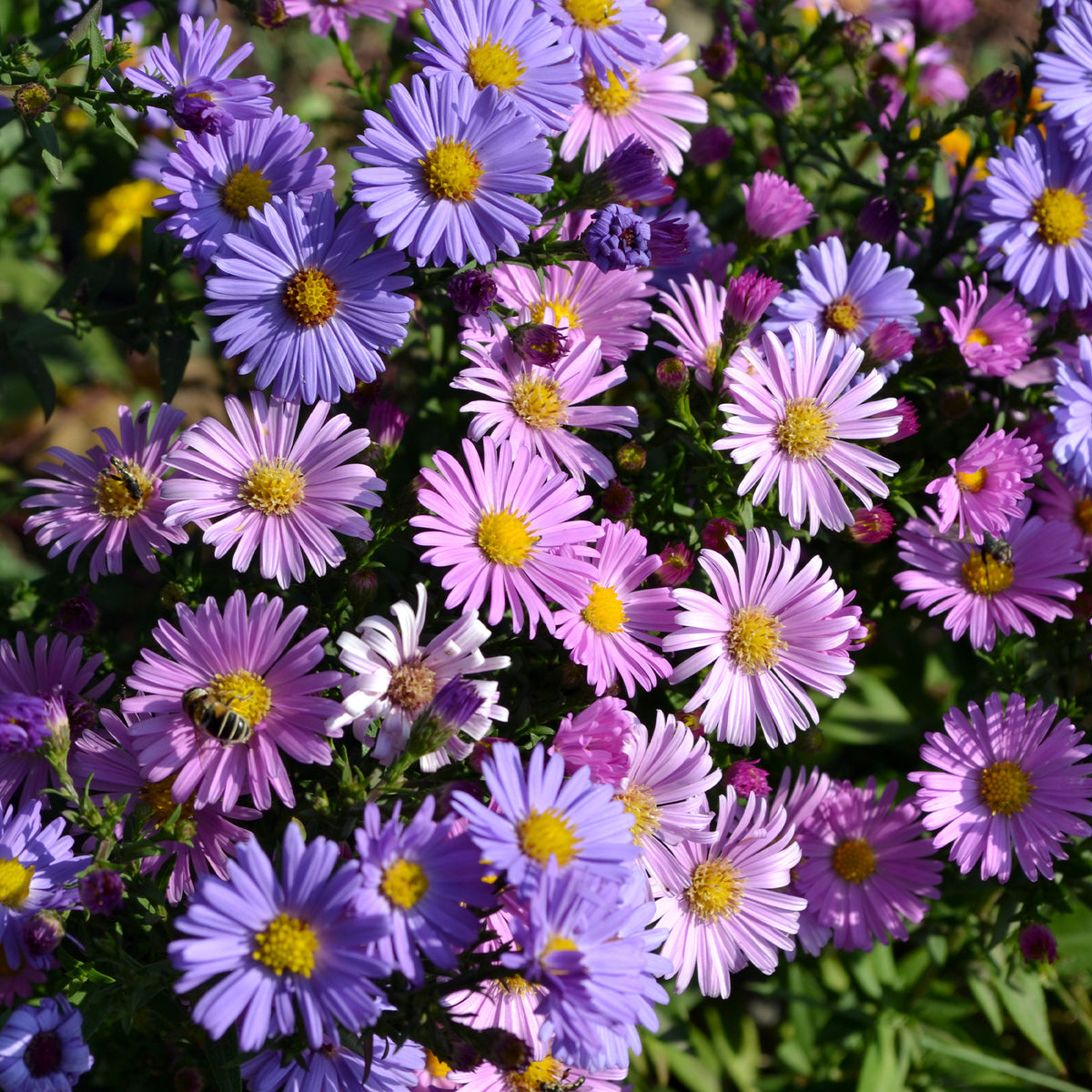 Aster alpinus - Alpenaster Mix - Aster