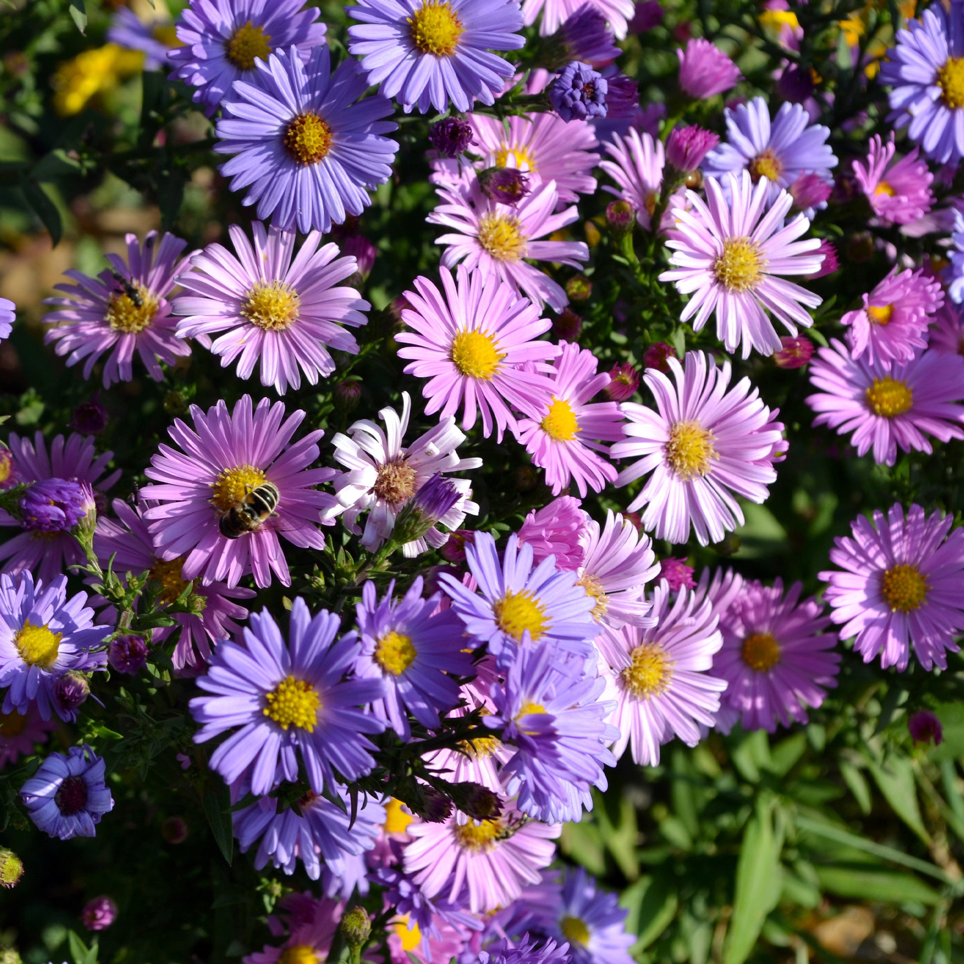 Alpenaster Mix - Bakker
