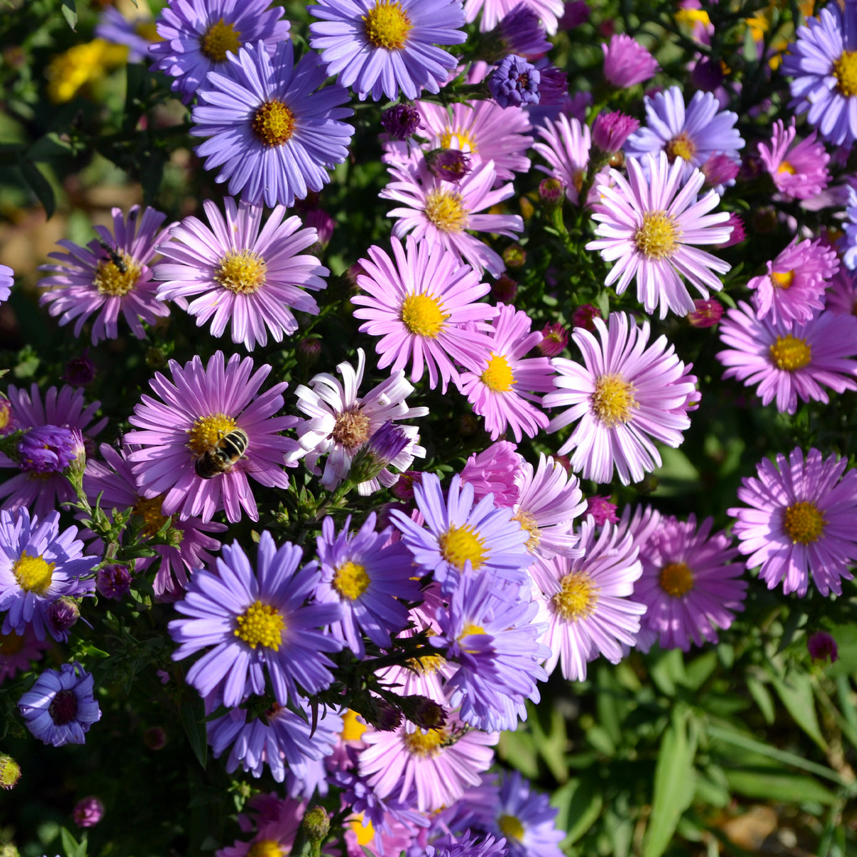 Alpenaster Mix - Bakker